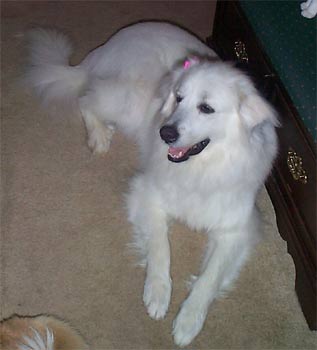 greatpyrenees lipps