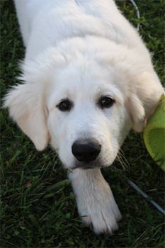 greatpyrenees martin2