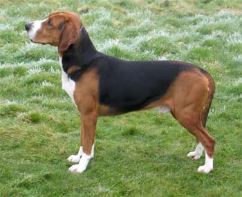 hamiltonstovare longman