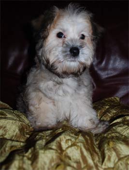 havanese gordon