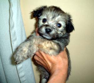 havanese lexy
