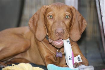 hungarianwirehairedvizsla hitt