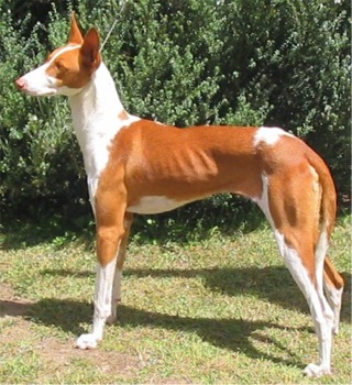 ibizanhound mckenna