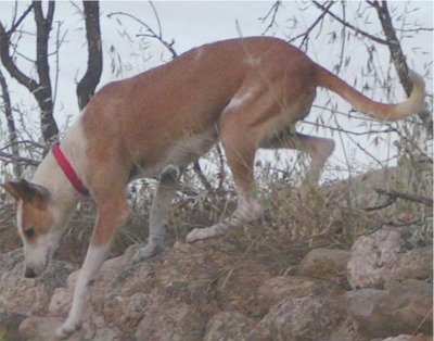 ibizanhound wood