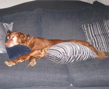 irishsetter angely