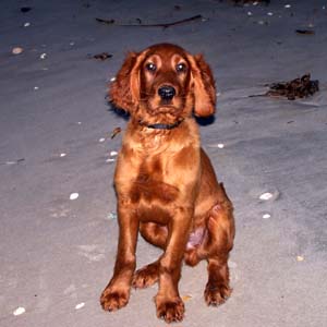 irishsetter bryant