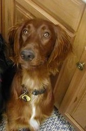 irishsetter jenniferwoyton