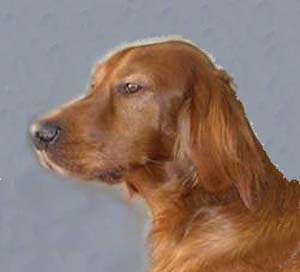 irishsetter ludvig