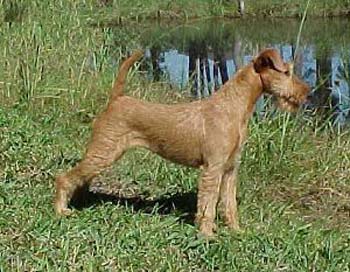 irishterrier sharrett