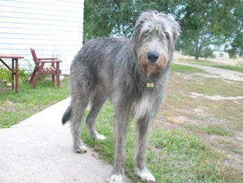 irishwolfhound dunning