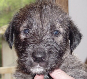 irishwolfhound dunning2