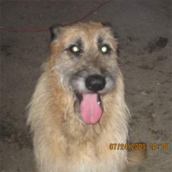 irishwolfhound durflinger