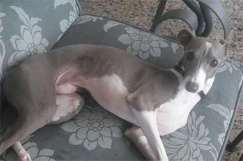 italiangreyhound na
