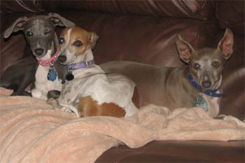 italiangreyhound springs