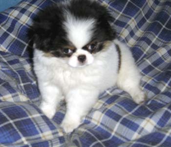 japanesechin melendez