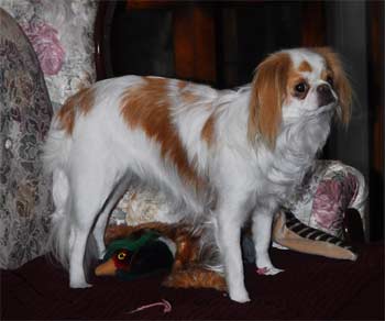 japanesechin violin