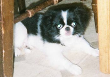japanesechin wallace
