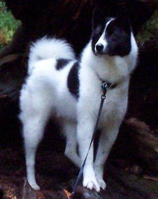 karelianbeardog cresswell