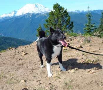 karelianbeardog rolfe