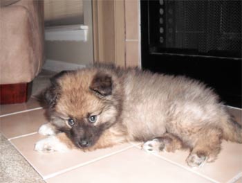 keeshond rae