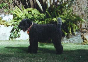 kerryblueterrier jessica