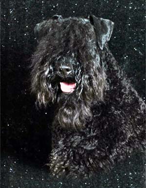 kerryblueterrier soriano