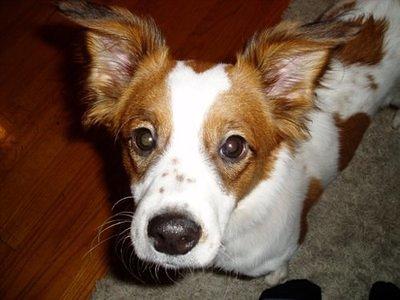 kooikerhomdje anderson