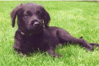 labradoodle me