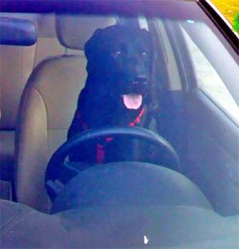 labradorretriever askar