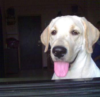 labradorretriever dsouza