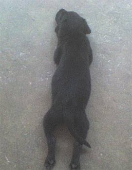 labradorretriever himanshu