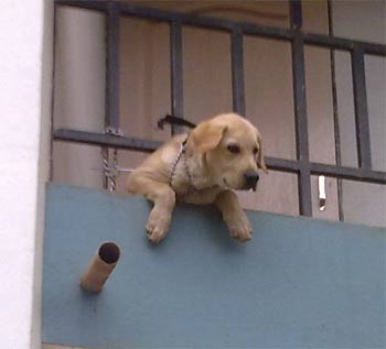 labradorretriever kabadi