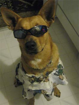 labradorretriever kaska