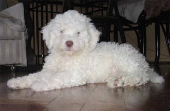 lagottoromagnolo knez