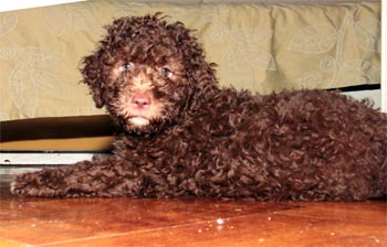 lagottoromagnolo knez2