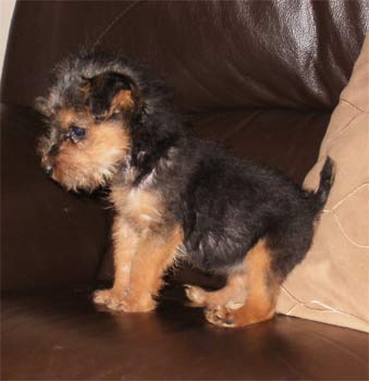 lakelandterrier charlton