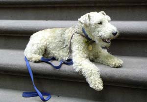 lakelandterrier irwin