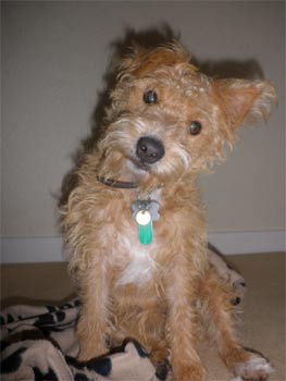 lakelandterrier smith