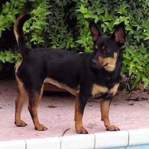 lancashireheeler hadie