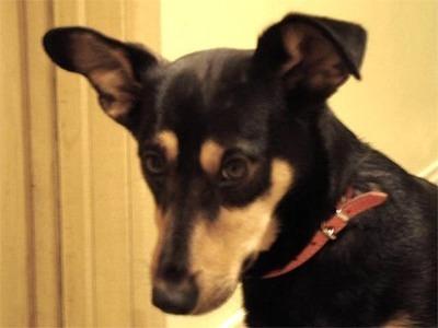 lancashireheeler kanski