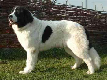 landseer chovanec