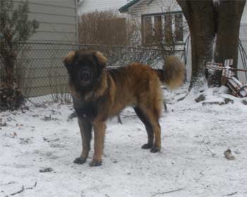 leonberger avila