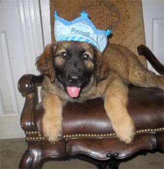 leonberger avila3