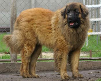 leonberger starzynska3