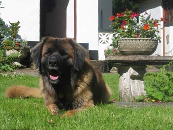 leonberger sweda