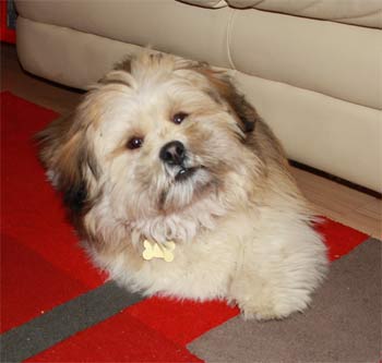 lhasaapso brownhill