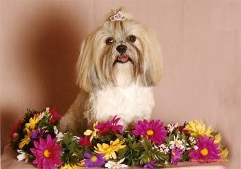 lhasaapso hernandez