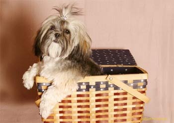 lhasaapso hernandez2