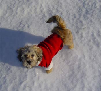 lhasaapso hotaling