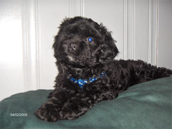 lhasapoo beaudrie